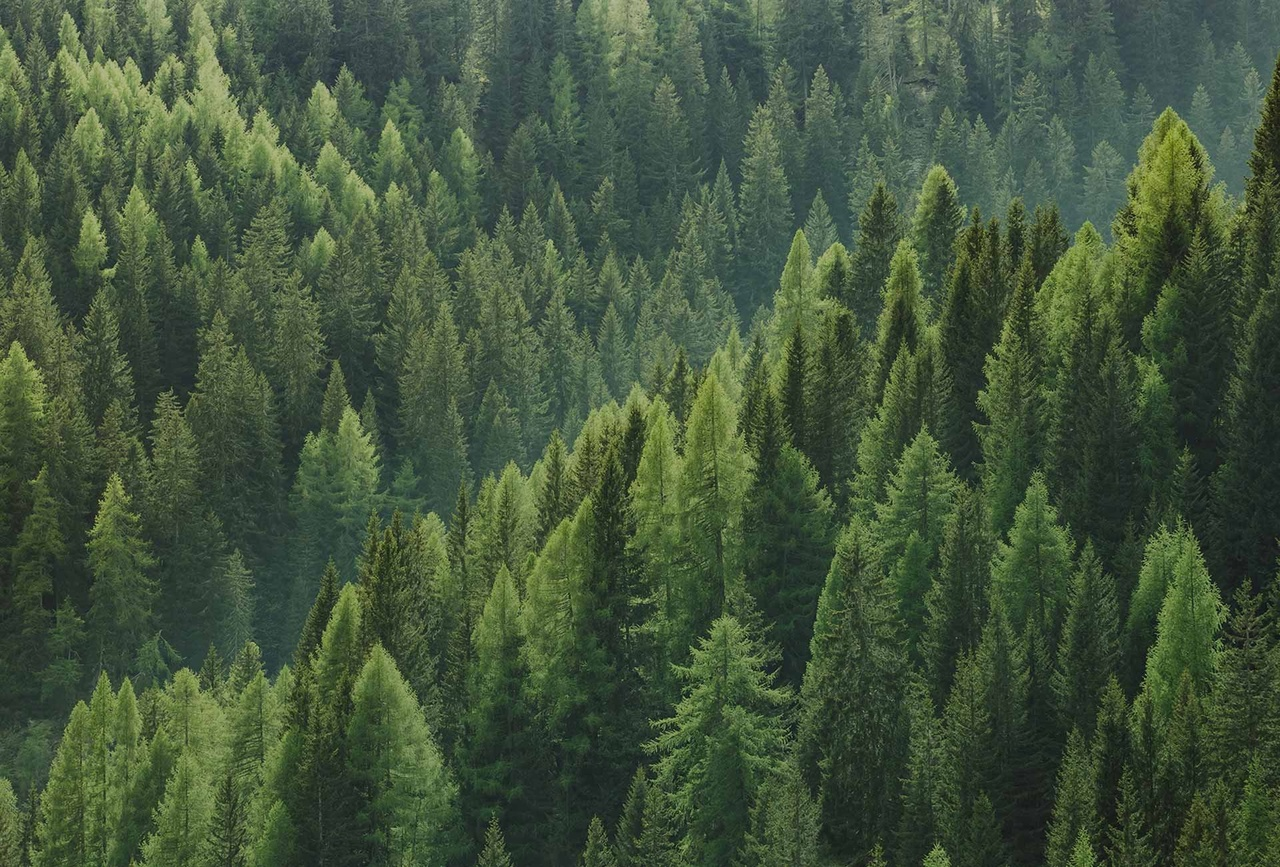 Искусственный интеллект выявил более 400 случаев изменений лесного фонда в Нижегородской области